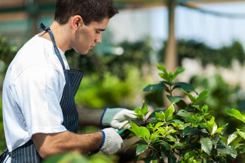 A young male gardener wearing a white shirt, a blue striped apron, and white gardening gloves is tending to a lush, green shrub inside a greenhouse or garden centre. The shrub has broad, glossy leaves and is positioned in the foreground, with the gardener carefully inspecting or pruning it. The background is slightly blurred but shows additional greenery and structural elements of the greenhouse, including metal supports and transparent panels letting in natural light. The scene is bright, with natural daylight illuminating the vibrant foliage, highlighting the healthy, well-maintained plants typical of professional gardening services provided by Gardening Services Southgate. The environment suggests a controlled, cultivated outdoor space or greenhouse environment focused on plant care and maintenance, reflecting quality lawn and garden management in Southgate or nearby areas within the N14 postcode. This image emphasizes detailed plant care, garden cultivation, and professional gardening expertise relevant to landscaping and outdoor maintenance services.